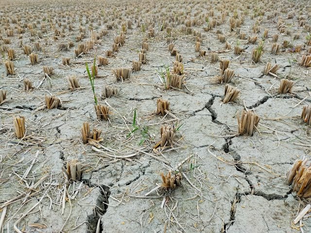 How exceptional is the 2026 drought in the Netherlands?