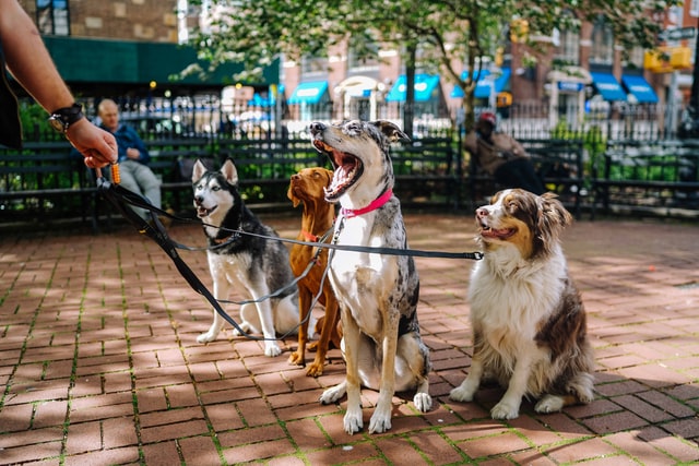 Doggy Daycare in Amsterdam